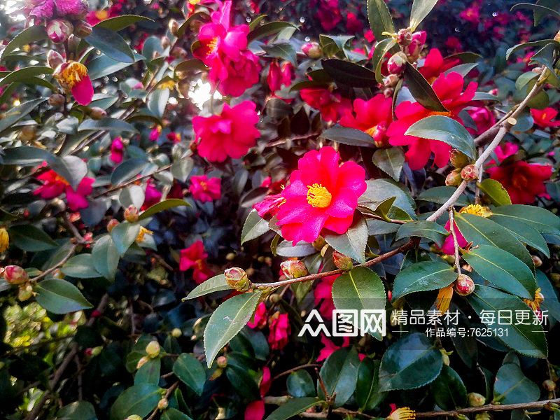 鲜花盛开山茶花摄影图素材