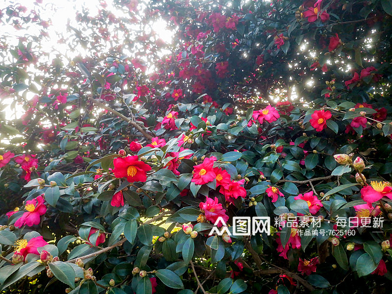 春天鲜花盛开山茶花摄影图素材