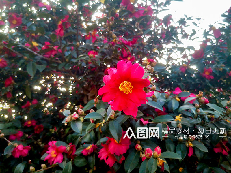 春天鲜花盛开山茶花摄影图素材