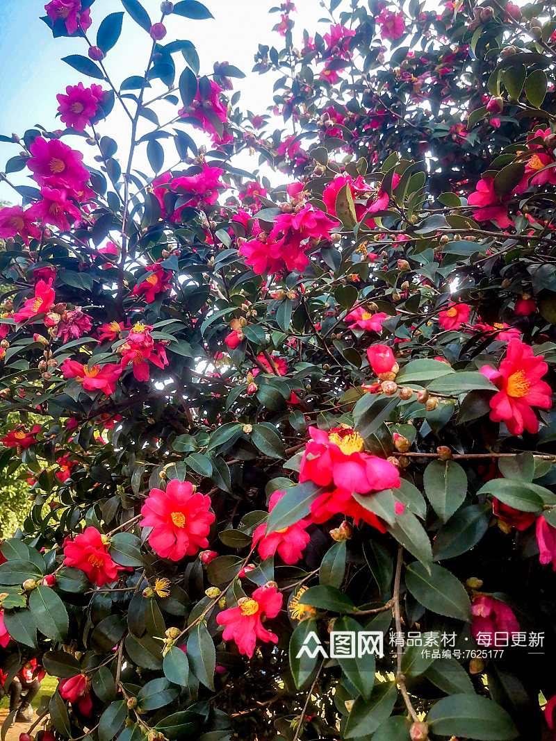 春天鲜花盛开山茶花摄影图素材