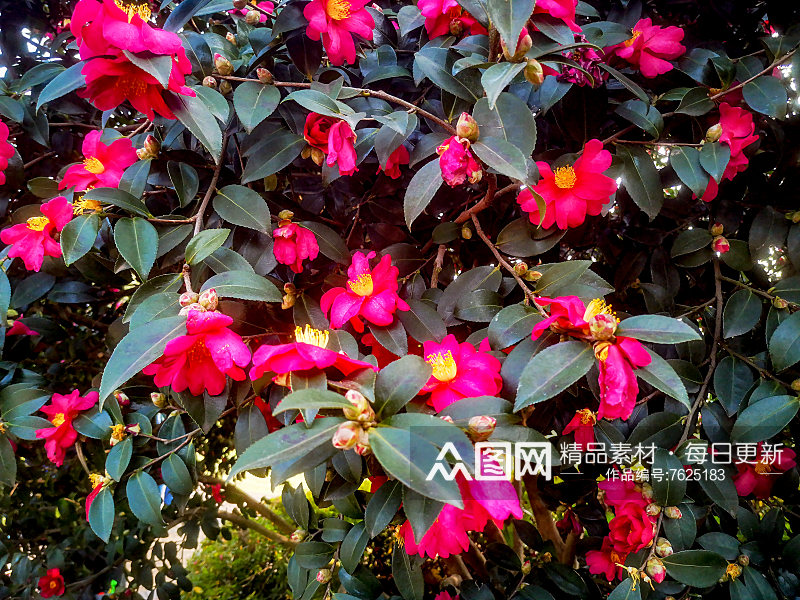 春天鲜花盛开山茶花摄影图素材