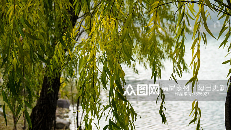 柳树垂柳植物摄影图素材