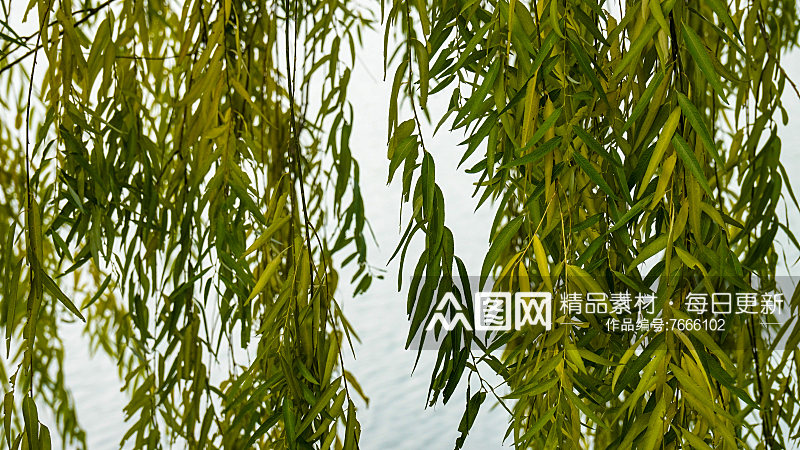 柳树垂柳植物摄影图素材