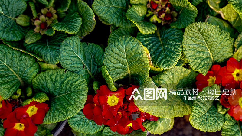 花草植物春天摄影图素材