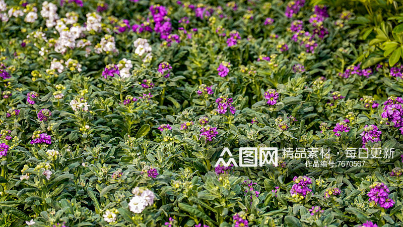 花草植物春天摄影图素材