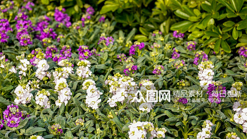 花草植物春天摄影图素材