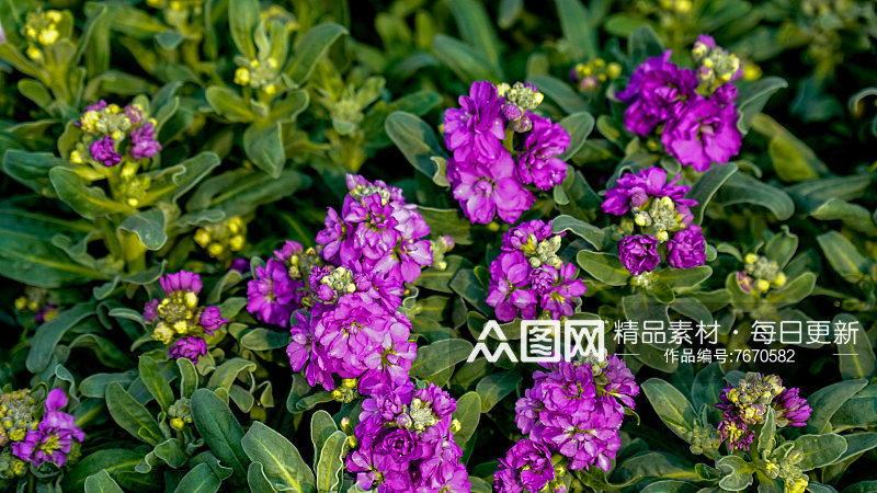 花草植物春天摄影图素材