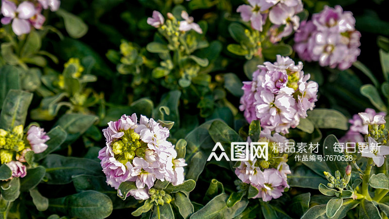 春天花草植物摄影图素材