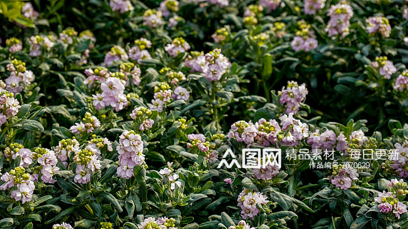 春天花草植物摄影图素材