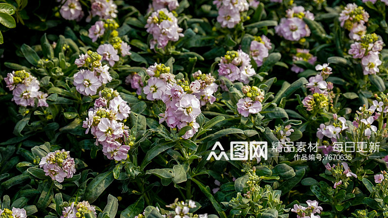 春天花草植物摄影图素材