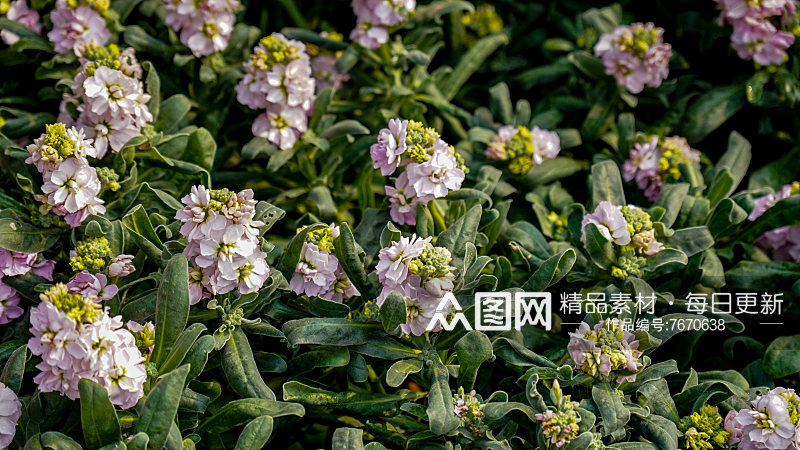 春天花草植物摄影图素材