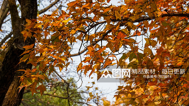 秋色秋天枫叶摄影图素材