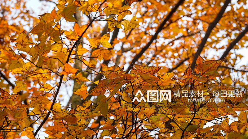 秋色秋天枫叶摄影图素材