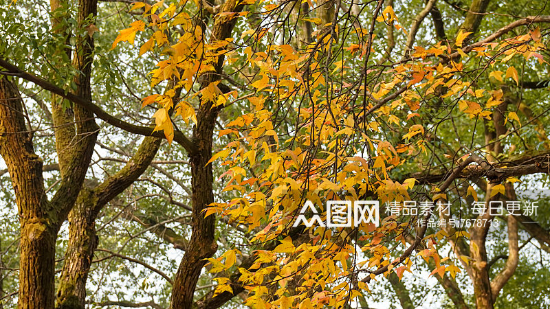 秋天枫叶植物摄影图素材