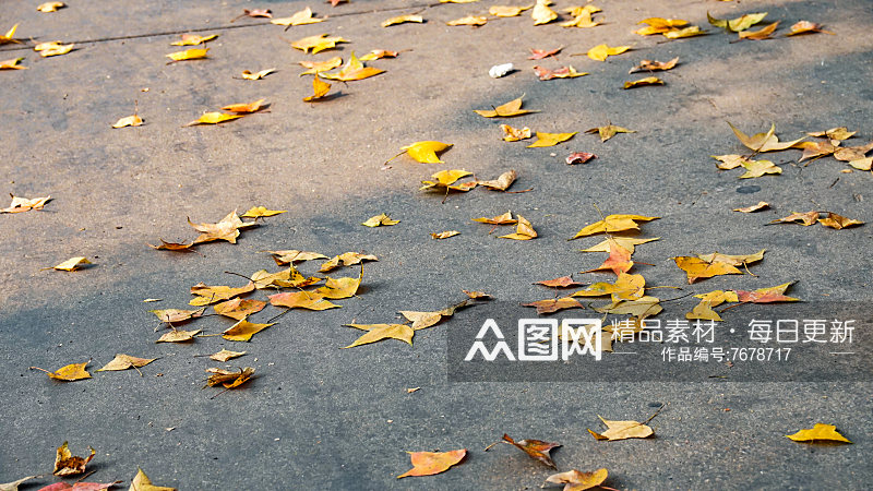 秋天枫叶植物摄影图素材