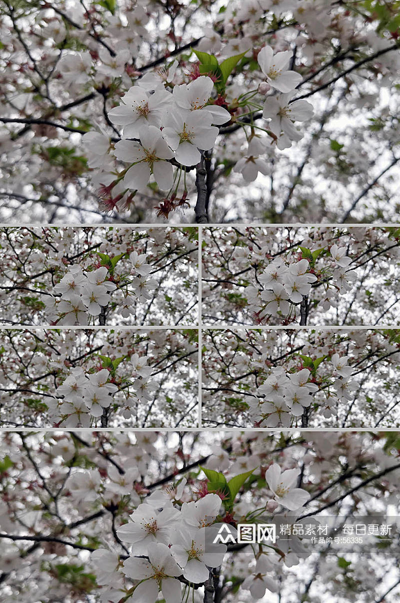 白色樱花实拍素材素材