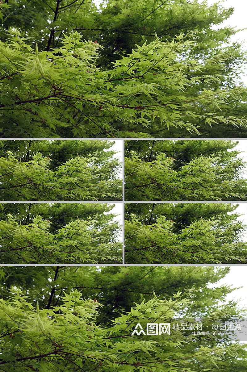 绿色枫树实拍素材4K素材