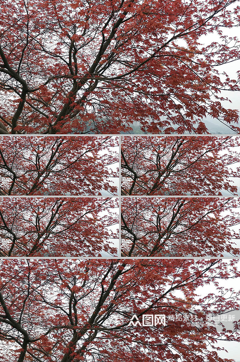 红色枫叶实拍素材4K素材