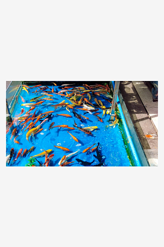 观赏鱼鱼缸里的金鱼动物养殖