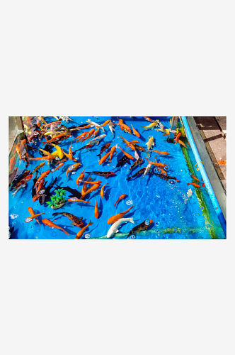观赏鱼鱼缸里的金鱼摄影图