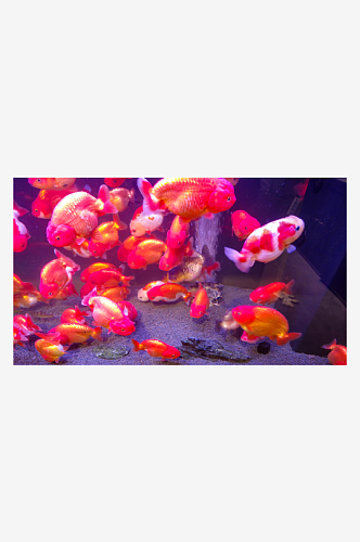 观赏鱼鱼缸里的金鱼摄影图