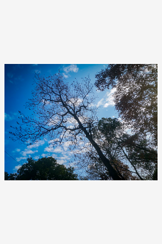 花草树木蓝天白云自然风光