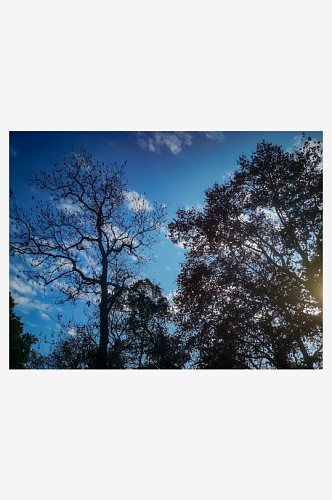 花草树木蓝天白云自然风光
