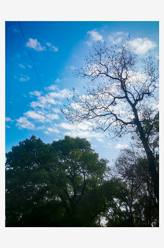 花草树木蓝天白云自然风光风景