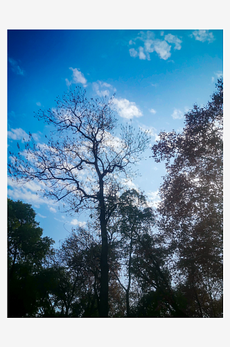 花草树木蓝天白云自然风光风景