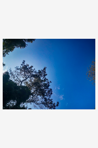 花草树木蓝天白云自然风光风景