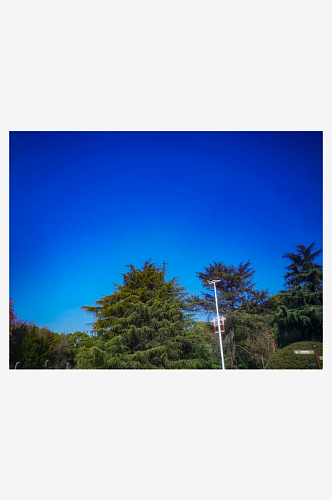 花草树木蓝天白云自然风光摄影