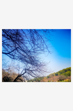 蓝天枯树枝植物摄影图