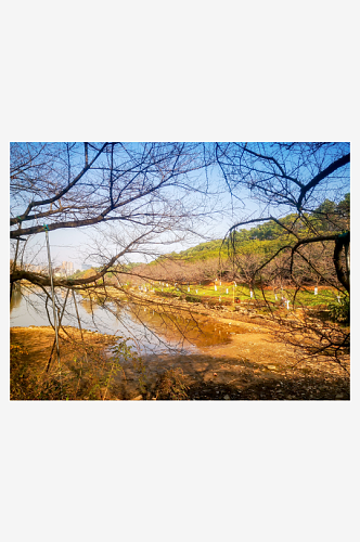 秋天枯萎树枝树叶植物蓝天枯树枝