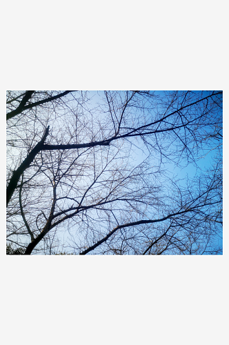 秋天枯萎树枝树叶植物蓝天枯树枝