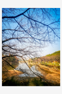 秋天枯萎树枝树叶植物蓝天枯树枝