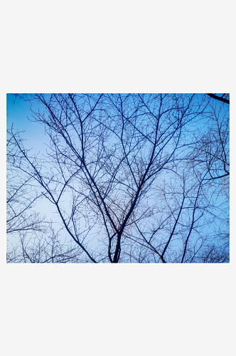 秋天枯萎树枝树叶植物蓝天枯树枝