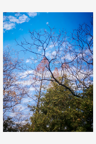 秋天枯萎的植物树枝树叶摄影图