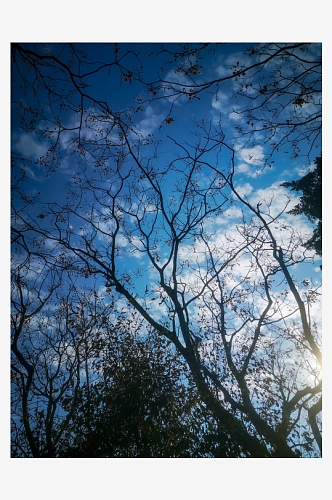 秋天枯萎的植物树枝树叶摄影图