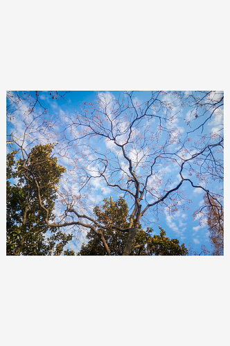 秋天枯萎的植物树枝树叶摄影