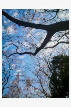 秋天枯萎的植物树枝树叶摄影