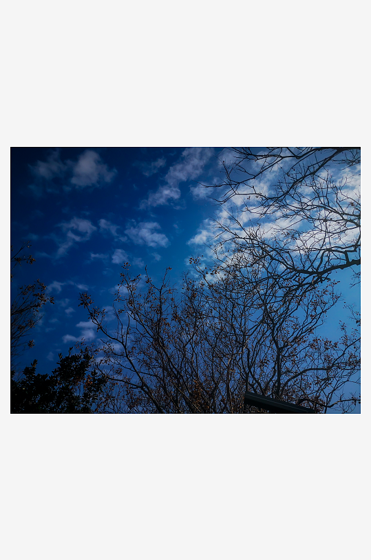 蓝天下树枝树叶植物摄影图