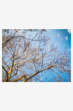 蓝天下枯萎树枝植物摄影图