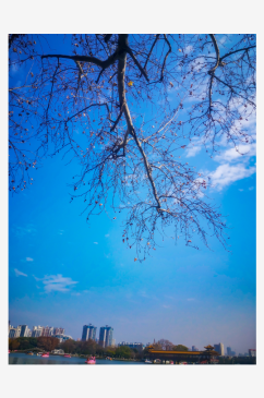 蓝天下枯萎树枝植物摄影图