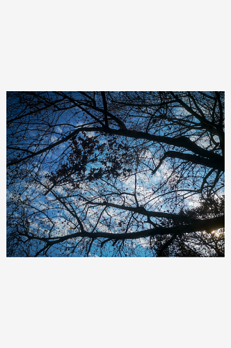 秋天枯萎植物树枝树叶秋景秋色摄影图
