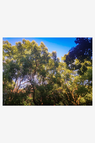 风景树木蓝天白云自然风光摄影