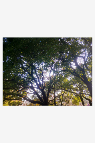 风景树木蓝天白云自然风光摄影