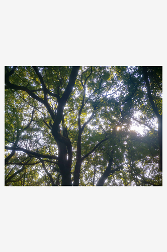 绿色树木蓝天白云自然风光摄影