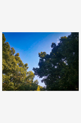 绿色树木蓝天白云自然风光摄影