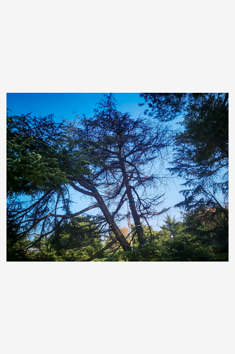 自然绿色树木蓝天白云摄影