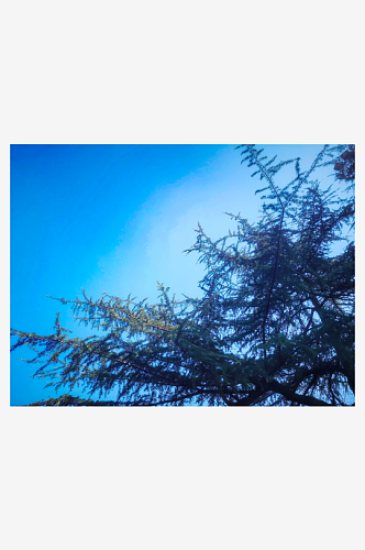 自然绿色树木蓝天白云摄影